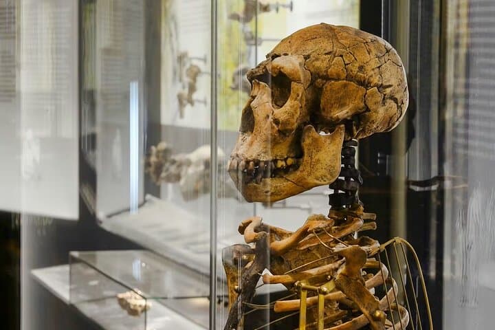 Natural History Museum Vienna Entry Tickets — Visitor Guide & Practical Tips photo 3