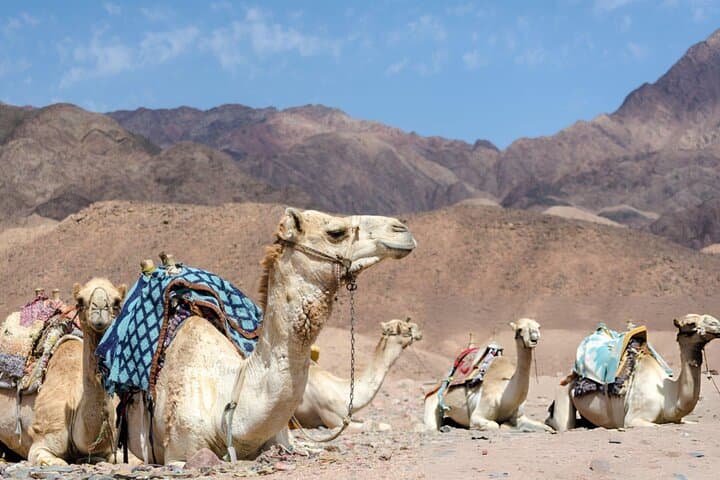Agafay Desert Tour: Camel Trek, Quad Biking & Berber Dinner from Marrakech photo 6