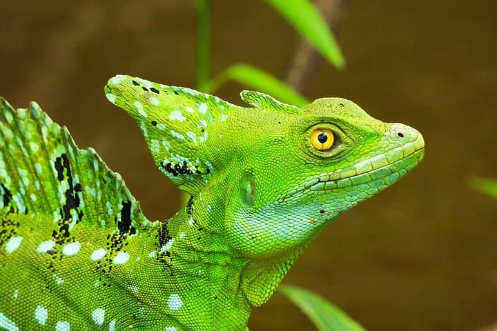 Private Caño Negro Boat Safari: 3-Hour Río Frío Wildlife Cruise