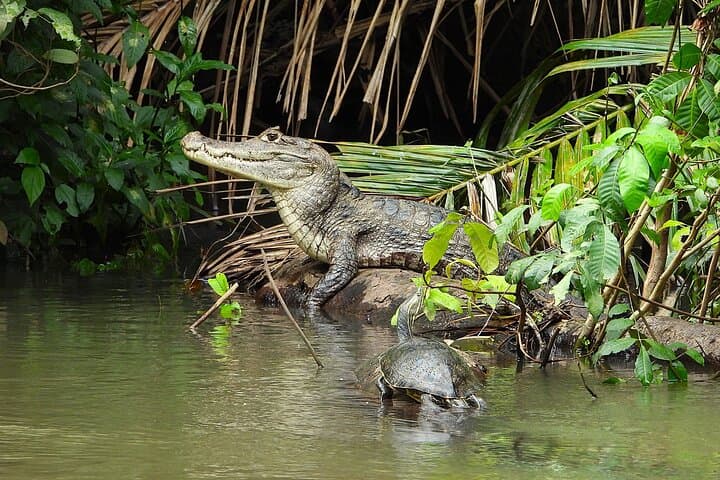 Private Caño Negro Boat Safari: 3-Hour Río Frío Wildlife Cruise photo 2