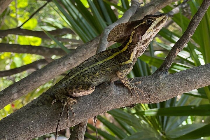 Jaguar Park, Tulum Ruins & MURECO Museum: A Half-Day Biodiversity and Archaeology Loop photo 4