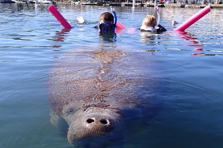 Swim with Crystal River Manatees: Heated Small-Group Snorkel Tour with Free Photos