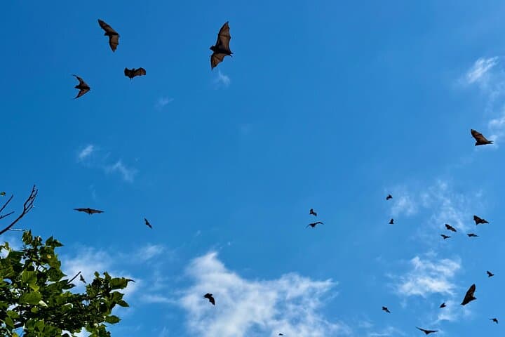 Sydney Flying-Fox Experience: See Thousands of Australia's Largest Bats Up Close photo 3