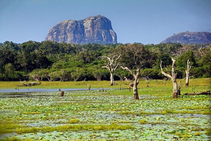 Yala National Park Jeep Safari: Full- and Half-Day Guide to Leopard Country photo 3