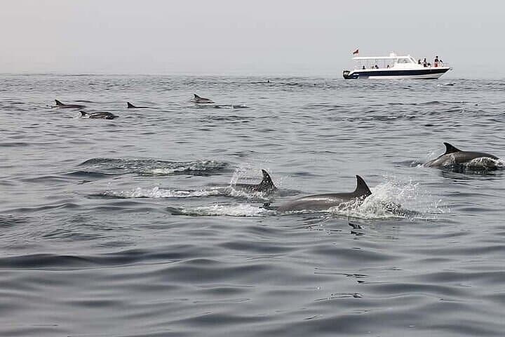 Muscat Dolphin-Watching Cruise from Marina Bandar Al Rowdha