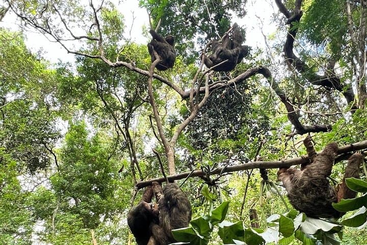 Roatan Sloth Jungle Safari: ATV & Zipline with Private Beach Break photo 3