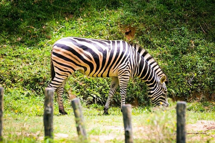 Zoo Negara & Panda Conservation Centre Tickets — Close-Up Wildlife Experience in Kuala Lumpur photo 3