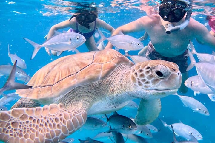 Private Catamaran Sail & Snorkel: West Coast Barbados Turtles & Reefs photo 2