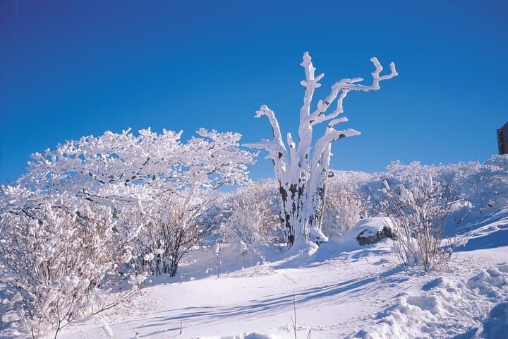 Explore South-West Jeju: Hallasan Views, Basalt Cliffs & Tangerine Farm Tour photo 6