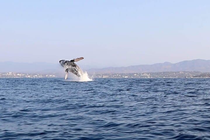 Puerto Escondido Whale & Dolphin Safari: 3-Hour Pacific Marine Cruise photo 4