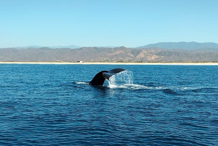 Puerto Escondido Whale & Dolphin Safari: 3-Hour Pacific Marine Cruise photo 5