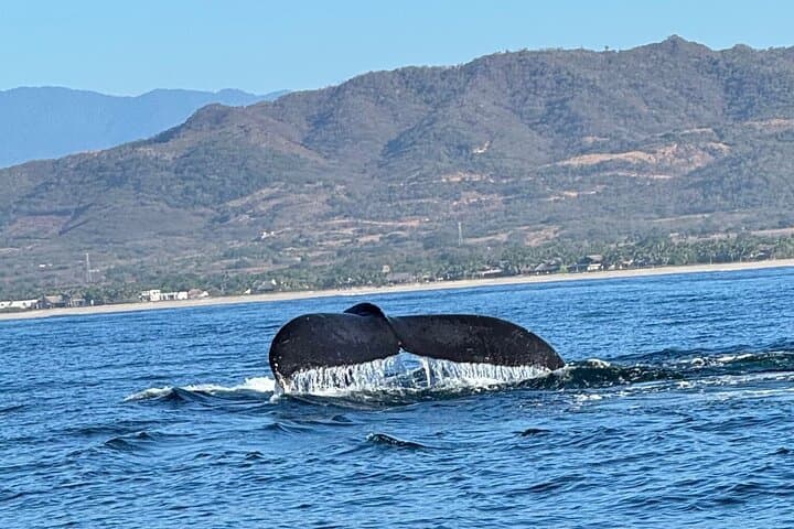 Puerto Escondido Whale & Dolphin Safari: 3-Hour Pacific Marine Cruise photo 6