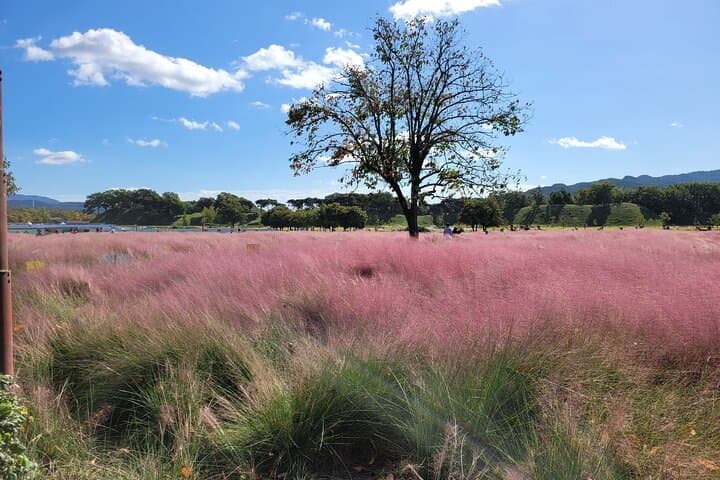 Gyeongju UNESCO Heritage Half-Day Tour: Bulguksa, Seokguram & Silla Tombs photo 4