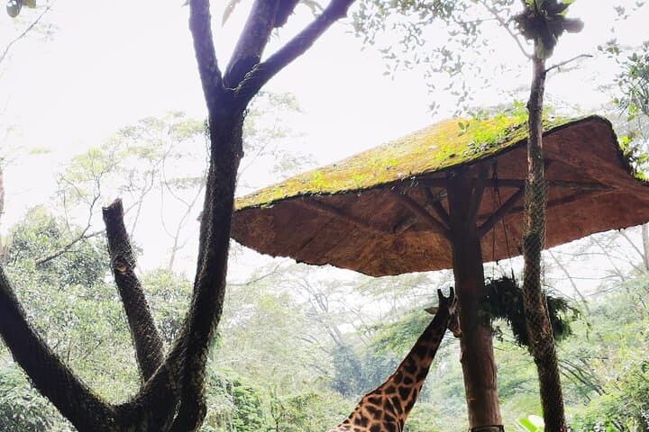 Private Day Trip to Taman Safari Bogor from Jakarta — What to Expect photo 5
