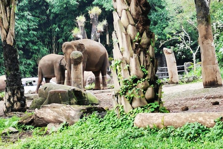 Private Day Trip to Taman Safari Bogor from Jakarta — What to Expect photo 6