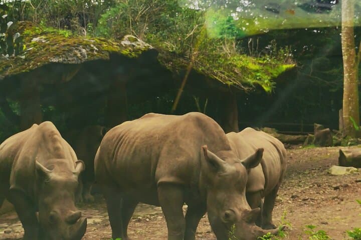 Private Day Trip to Taman Safari Bogor from Jakarta — What to Expect photo 4