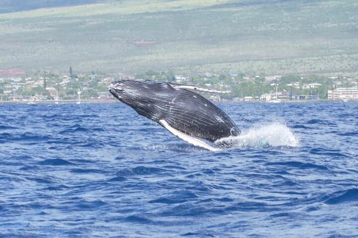 Maalaea Whale Watching Cruise on the Winona — Maui Humpback Tours photo 1