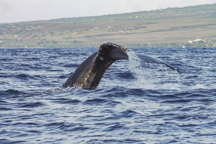 Maalaea Whale Watching Cruise on the Winona — Maui Humpback Tours photo 4