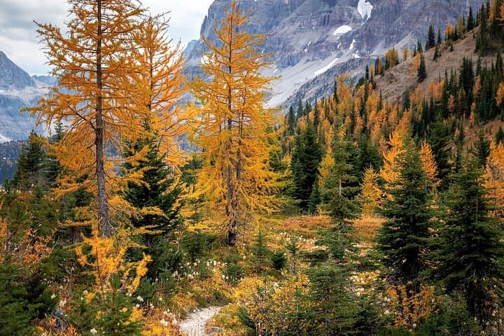 Sunrise at Moraine Lake and Lake Louise: Early-Access Canadian Rockies Tour photo 5