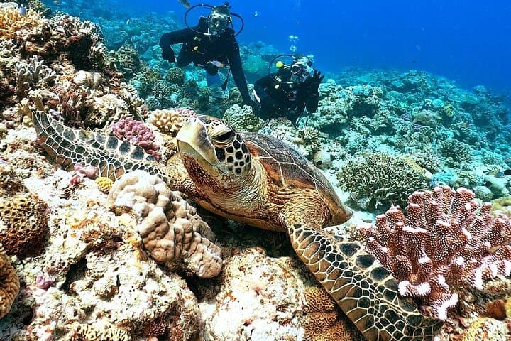 Kerama Islands Introductory Dive: Day Trip from Naha to Snorkel and Dive with Turtles