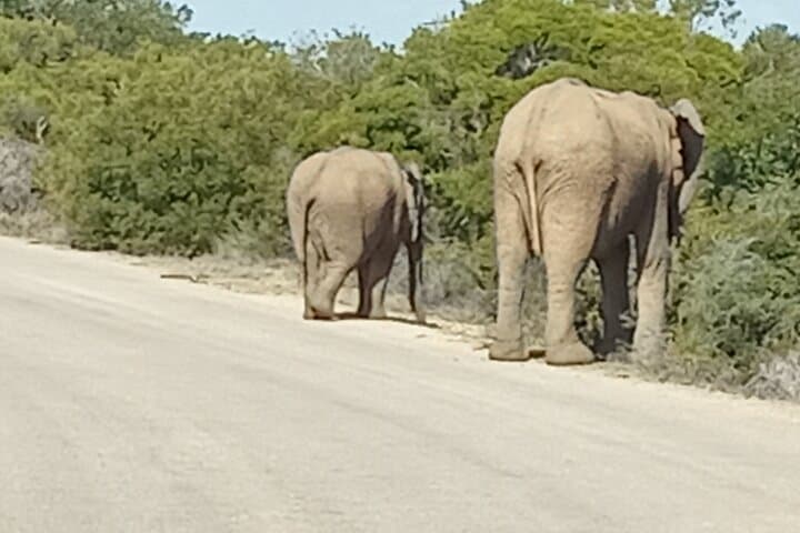 Addo Elephant National Park: Full-Day Guided Safari from Gqeberha