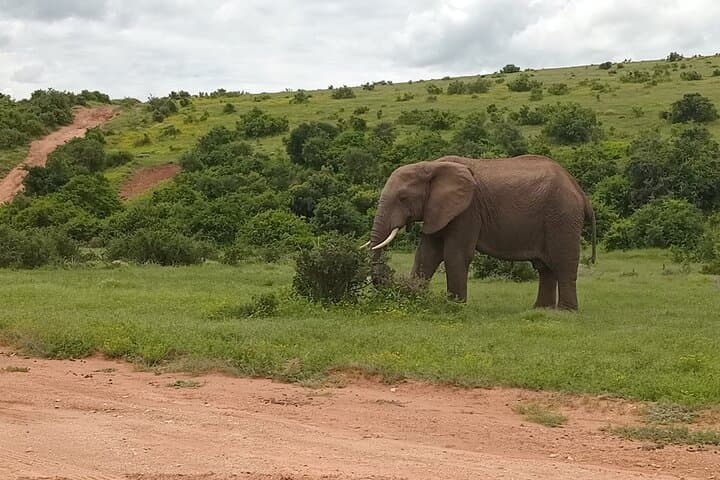 Addo Elephant National Park: Full-Day Guided Safari from Gqeberha photo 2
