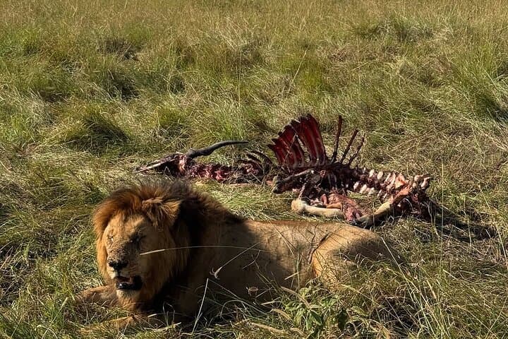 Budget 3-Day Masai Mara Safari: Group Game Drives & Mara River Crossings photo 3