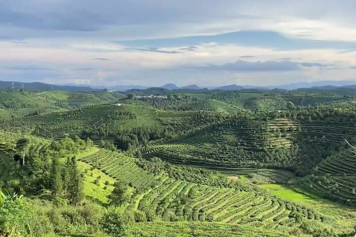 Pu'er Tea Picking and Tasting Morning Trip from Jinghong