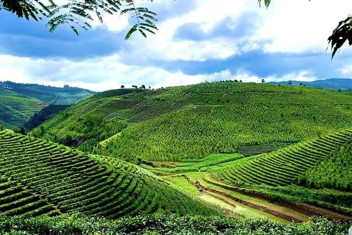Pu'er Tea Picking and Tasting Morning Trip from Jinghong photo 6