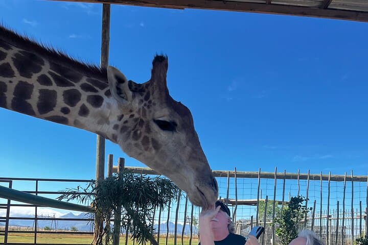 Giraffes, Lions & Franschhoek Wine Tram: Full-Day Cape Winelands Safari and Tasting