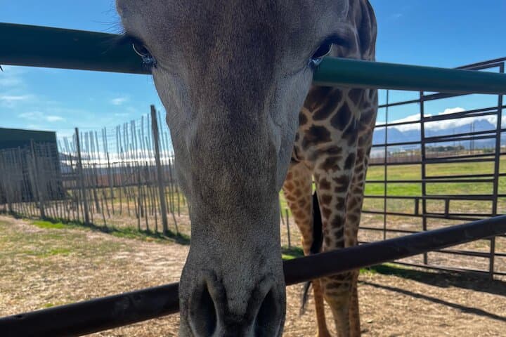 Giraffes, Lions & Franschhoek Wine Tram: Full-Day Cape Winelands Safari and Tasting photo 2