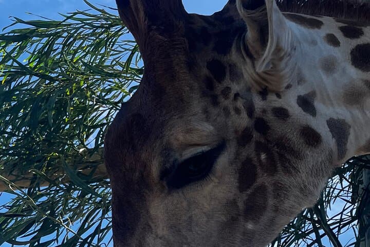 Giraffes, Lions & Franschhoek Wine Tram: Full-Day Cape Winelands Safari and Tasting photo 3