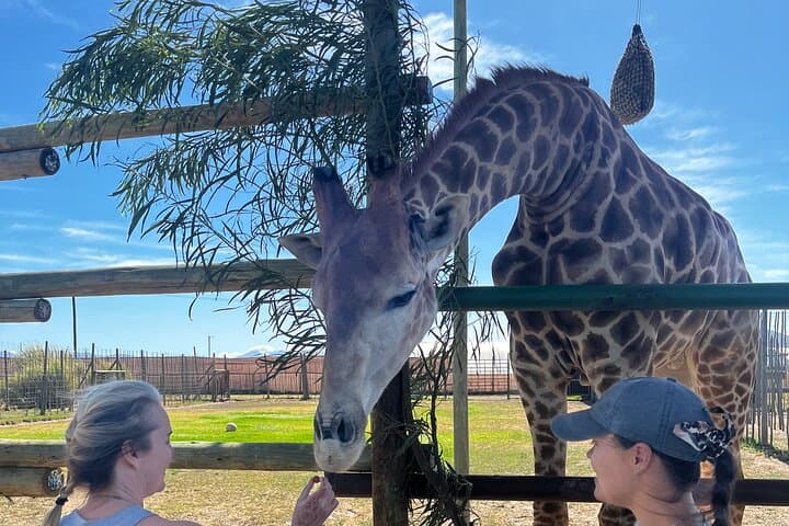 Giraffes, Lions & Franschhoek Wine Tram: Full-Day Cape Winelands Safari and Tasting photo 4