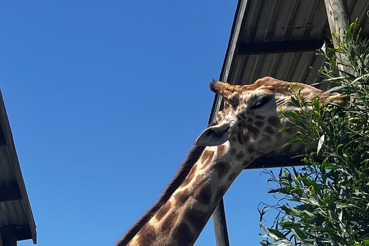 Giraffes, Lions & Franschhoek Wine Tram: Full-Day Cape Winelands Safari and Tasting photo 5