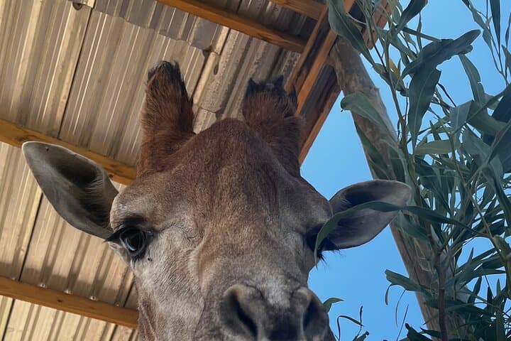 Giraffes, Lions & Franschhoek Wine Tram: Full-Day Cape Winelands Safari and Tasting photo 6