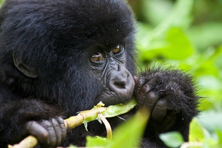 One-Day Gorilla Trekking in Volcanoes National Park — From Kigali to the Virunga Mountains