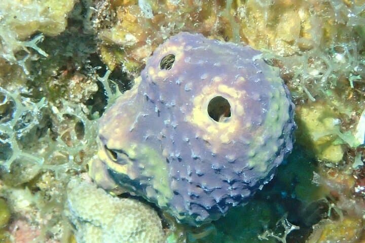 Complete PADI Open Water Referral Dives 1 & 2 in Anguilla photo 3
