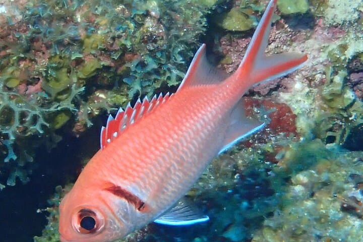 Complete PADI Open Water Referral Dives 1 & 2 in Anguilla photo 4