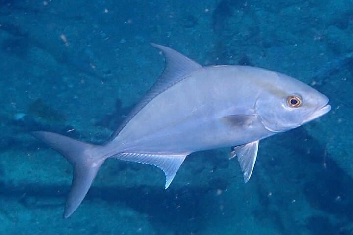 Complete PADI Open Water Referral Dives 1 & 2 in Anguilla photo 5