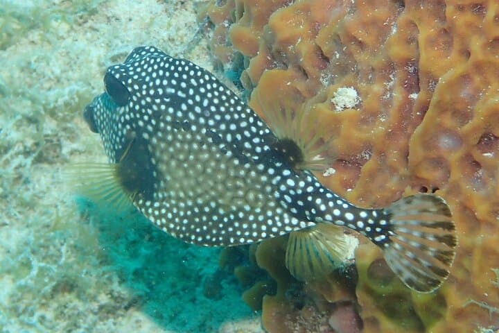 Complete PADI Open Water Referral Dives 1 & 2 in Anguilla photo 6