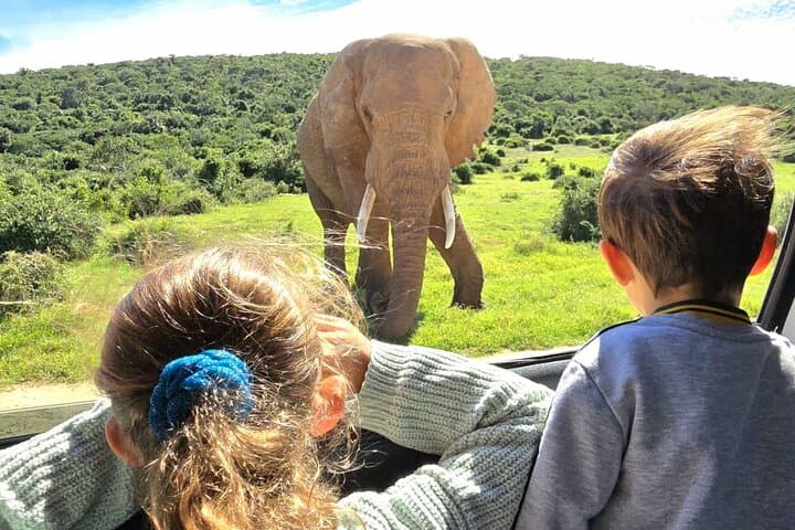 Addo Elephant Full-Day Safari: Big Five Guided Game Drive from Gqeberha