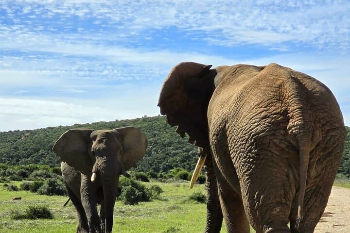 Addo Elephant Full-Day Safari: Big Five Guided Game Drive from Gqeberha photo 2