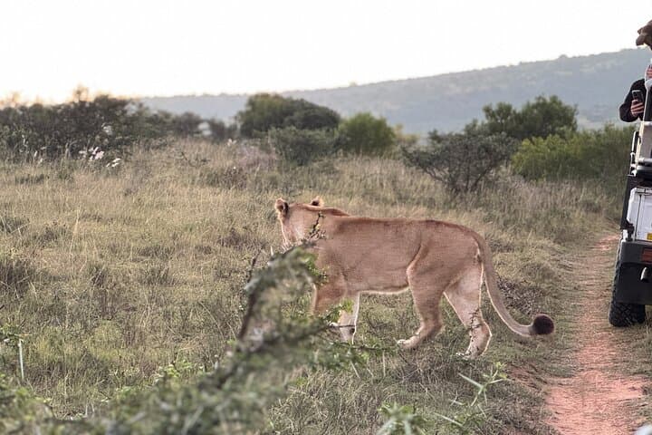 Addo Elephant Full-Day Safari: Big Five Guided Game Drive from Gqeberha photo 3