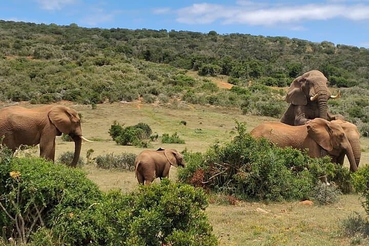 Addo Elephant Full-Day Safari: Big Five Guided Game Drive from Gqeberha photo 5