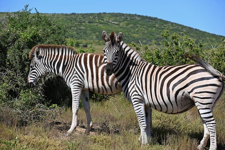 Addo Elephant Full-Day Safari: Big Five Guided Game Drive from Gqeberha photo 6