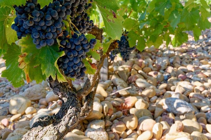Half-Day Rosé & Côtes de Provence Wine Tour from Marseille photo 6