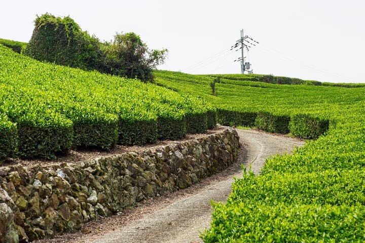 Full-Day E-Bike Tour: Wazuka Tea Fields & Kasagi Riverside Ride