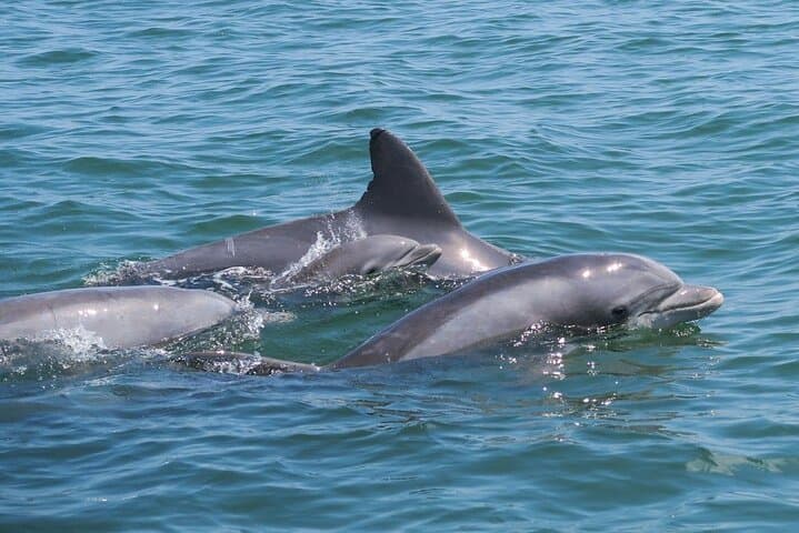 Private Egmont Key Excursion — Boat to Egmont Key State Park, Lighthouse & Shelling photo 3