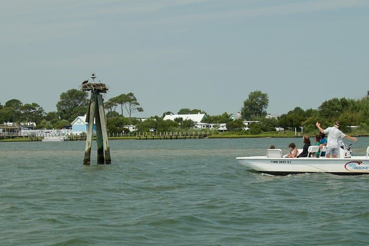 Assateague Island Private Cruise: Ocean City Wild Pony & Dolphin Hour photo 1