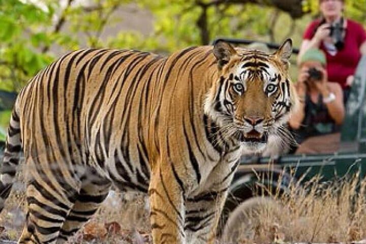 Ranthambore Safari: Canter and Gypsy Wildlife Safaris in Sawai Madhopur photo 2